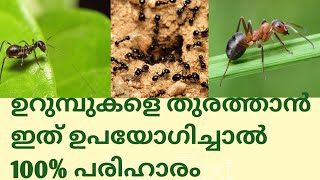 ഉറുമ്പ് ശല്യം പൂർണമായി ഒഴിവാക്കാം @kl40moneyfarming