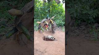 Creative boar Trap - Minute Experiment boar Trap Make From Hole in wood #animals #shorts #camping