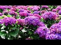 2023.05陽明山竹子湖 繡球花多彩浪漫盛開！zhuzi lake yangmingshan taiwan colorful and romantic hydrangeas