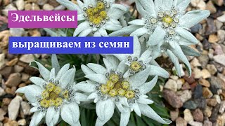 Эдельвейсы, выращиваем из семян.