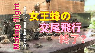 日本ミツバチ 女王蜜蜂の交尾飛行が終了？ 新巣箱に次いで元巣の巣門も5mmに閉じます。