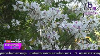 17 กุมภาพันธ์ 2563 วันหยุดนักท่องเที่ยวชมดอกเสี้ยวจังหวัดน่าน