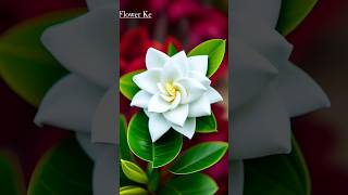 flower status video 🌻🌼 #flowers