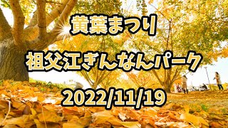 今が黄葉のピーク！　祖父江ぎんなんパーク　黄葉まつり　2022/11/19