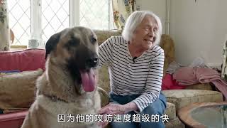 这5种猛犬必须要禁养，战斗力超强，看到后记住一定要跑！