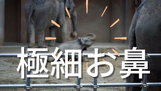 アジアゾウ　うらら（生後４ヶ月）の極細鼻　東山動植物園