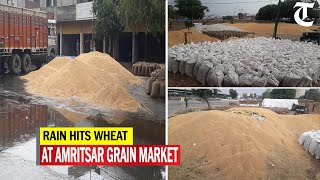 Wheat soaked in rain at Bhagtanwala grain market in Amritsar