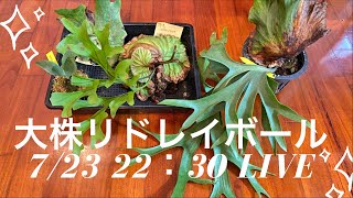 2点留め‼️大きめリドレイボールを作るよ‼️ビカクシダ板付けLIVE🍀