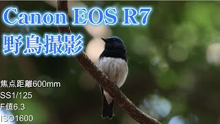 EOS R7＋SIGMA 150-600ｍｍ f5.0-6.3 DG オオルリのさえずり