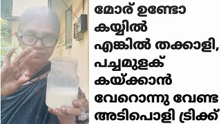 മോര് കൊണ്ട് കാന്താരിക്കും മുളകിനും പൂക്കാനും കയ്ക്കാനും മാവിൻ കൊമ്പ് കൊണ്ട് മാവിൻ തൈ ഉണ്ടാക്കൽ