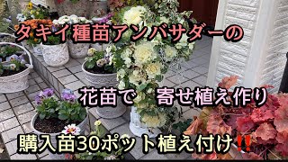 【らら倶楽部さん購入苗30ポット植え付け】【タキイ種苗アンバサダー苗寄せ植え作り】