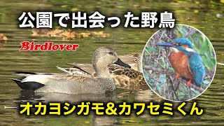 公園の池で出会った野鳥・オカヨシガモとカワセミ君