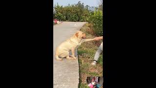 狗：你快点的，我快撑不住了 dog and man help !! Nita kherkatary!!