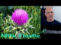 cleanse u0026 detox liver with 1 herb and live a long health life dr alan mandell dc