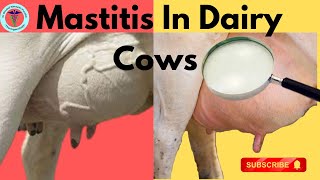 Udderly Important: Battling Mastitis in Dairy Cows