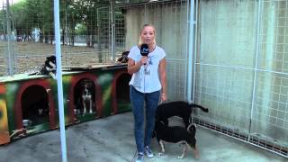 A dog peed 3 times on a tv reporter -Un caine se usureaza de 3 ori pe reporterita