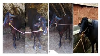 Kambala - Nandalike kudhi at Miyar - 14.11.2019