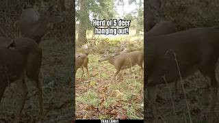 Herd of 5 deer hanging out!