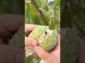 🤤😋atis sugarapple sweet fruit delicious yummy tasty atis viralvideo shorts fyp wow yum