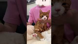 玩具小猫没电全过程 猫咪 谁能拒绝傻憨憨的小猫咪 萌宠 它真的好像个小宝宝 这小猫谁养谁不迷糊啊