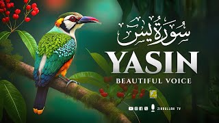 Surah Yasin (Yaseen) سورة يس | Wonderful Relaxing Heart Touching Voice | Zikrull