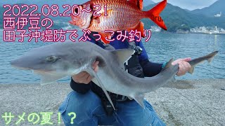 西伊豆田子沖堤防でぶっこみ釣り！ぶっこみ釣りしつつちょいカゴで多種狙い！(2022.08.21〜22)