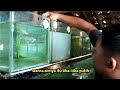 Aduhh‼️Dibawain Oleh-oleh sama Tikus buat Aquarium ikan Guppy