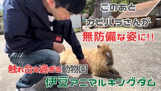 カピバラのお腹をさするとどうなる！？触れ合い広場が天国すぎる！！【伊豆アニマルキングダムpart②】