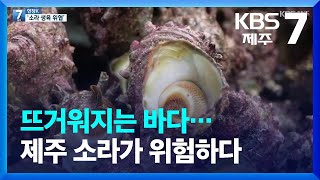 [현장K] 뜨거워지는 바다…제주 소라가 위험하다 / KBS  2022.11.24.