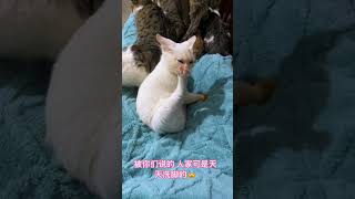 谁能拒绝傻憨憨的小猫咪 这小猫谁养谁不迷糊啊 小猫咪能有什么坏心眼 这个世界不能没有小猫 萌宠出道计划