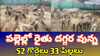 నెల్లూరు పల్లెల్లో రైతు వారిగా వున్న గొర్రెలు పిల్లలు 97058 59574 Nellore judipi sheeps kids