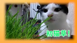 ハチワレ猫ちゃん初めて猫草を食べる！