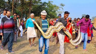 आज के पहले कभी नहीं देखा होगा इतना भारी भरकम अजगर सांप | 4 Pythons में से सिर्फ 2 ही लगे हाथ !