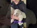 nine puppies great pyrenees puppies