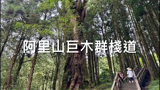 阿里山國家森林遊樂區巨木群棧道 36棵紅檜巨木錯落其間 收集阿里山新八景 28號巨木 千歲檜 香林神木