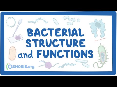 What are the differences between Gram positive and Gram negative bacteria?