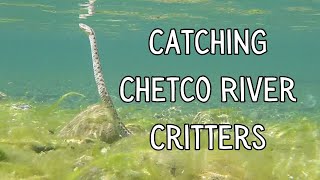 Catching Snakes Frogs Fish and More on the Chetco River - PNW Adventures 2023