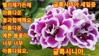 714회. 펠리체가든의 글록시니아 한포트 80% 이상 세일중 1포트 1천원 싸도 너무싸요 저도 6포트 들고왔어요 너무 예뻐요.