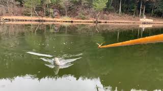 素人　釣り日記　ヘラ釣り　底釣り