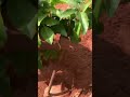 a day in our garden കൃഷിയുമായി ഒരു ദിവസം മനോഹര തോട്ട യാത്ര 🥒🍅 adayinmylife