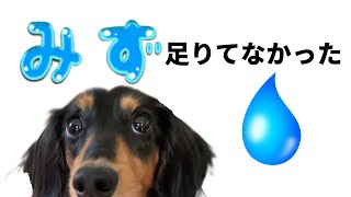 水、足りてなかった！犬に必要な１日の飲水量と飲まない水を飲ませる作戦とは！