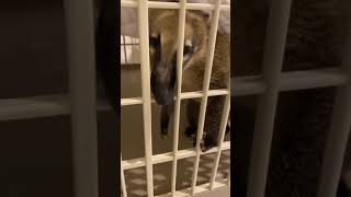 スポンジ系のものは食べてしまうアカハナグマ　coati eats foam mat