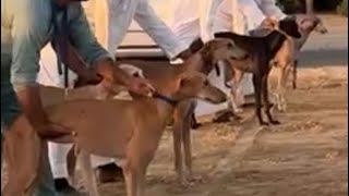 Arabian Saluki Bet Race Competition @2km distance .. Amazing Race