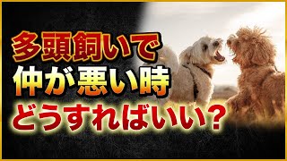 多頭飼いで仲が悪い時どうすればいい？