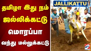 தமிழா இது நம் ஜல்லிக்கட்டு மொரப்பா வந்து மல்லுக்கட்டு | 2025 pongal kolam | pongal 2025  |