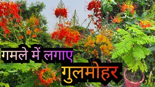 How to Care Gulmohar in Pot