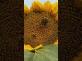 two size bumble bee 🐝 on my sunflower 🌻