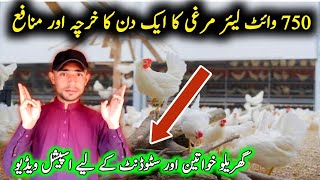 Start White Layer Poultry Farming and Make Money Every Day | White Layer Poultry Business