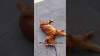 Dog is not done with her walk! #goldenretriever #funny #cute