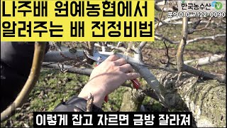 [한국농수산TV] 나주배 원예농협에서 알려주는 배 전정비법 공개! 전남 나주